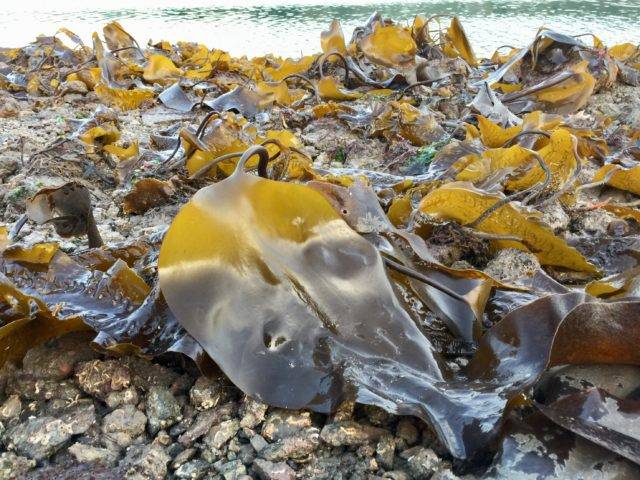 Oar weed a brown seaweed / kelp
