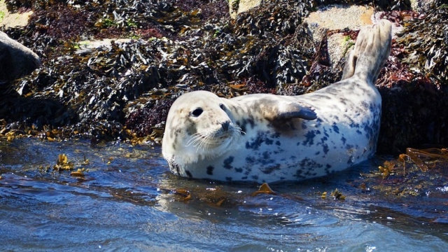 Atlantic grey seal lying at the waters edge near seaweed covered rocks